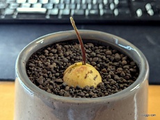 定期巡回