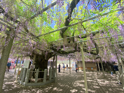 山崎 千年藤 山崎 千年藤