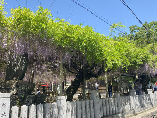 山崎 千年藤 山崎 千年藤