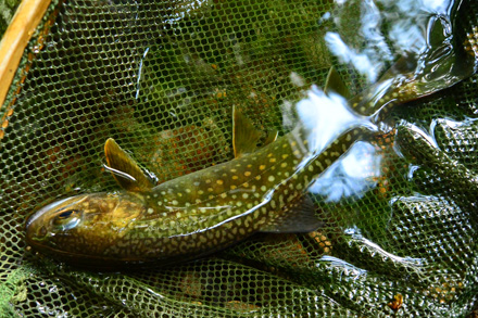 最初に出た美しい岩魚22cm 最初に出た美しい岩魚22cm