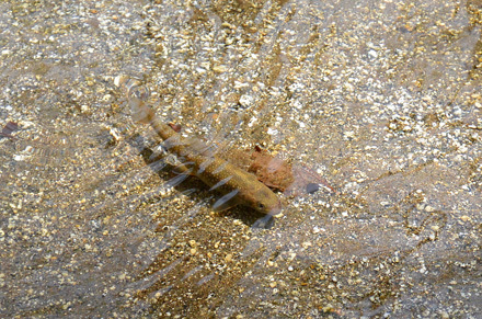 放した岩魚は、浅瀬で休憩中 放した岩魚は、浅瀬で休憩中