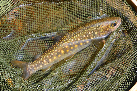 パーマークが下半分しか見えず斑点が目立つ岩魚 パーマークが下半分しか見えず斑点が目立つ岩魚