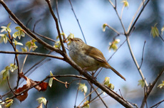 ウグイスが鳴く